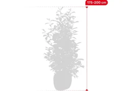 Hortiflora Rote Glanzmispel Photinia Fraseri Red Robin Heckenpflanze 175-200Cm Discount
