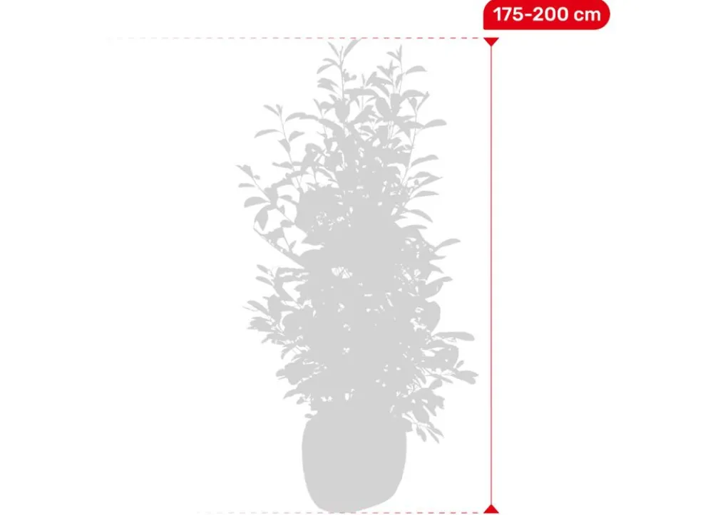 Hortiflora Rote Glanzmispel Photinia Fraseri Red Robin Heckenpflanze 175-200Cm Discount