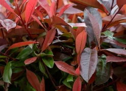 Hortiflora Rote Glanzmispel Photinia Fraseri Red Robin Heckenpflanze 175-200Cm Discount