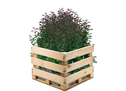 Hortiflora Rote Glanzmispel Photinia Fraseri Red Robin Heckenpflanze 175-200Cm Discount
