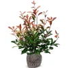 Hortiflora Rote Glanzmispel Photinia Fraseri Red Robin Heckenpflanze 150-175Cm Clearance