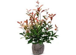 Hortiflora Rote Glanzmispel Photinia Fraseri Red Robin Heckenpflanze 150-175Cm Clearance