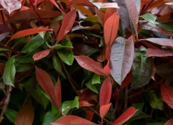 Hortiflora Rote Glanzmispel Photinia Fraseri Red Robin Heckenpflanze 150-175Cm Clearance