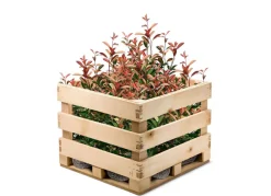 Hortiflora Rote Glanzmispel Photinia Fraseri Red Robin Heckenpflanze 150-175Cm Clearance