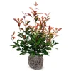 Hortiflora Rote Glanzmispel Photinia Fraseri Red Robin Heckenpflanze 125-150Cm Outlet