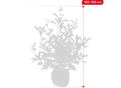 Hortiflora Rote Glanzmispel Photinia Fraseri Red Robin Heckenpflanze 125-150Cm Outlet