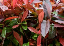 Hortiflora Rote Glanzmispel Photinia Fraseri Red Robin Heckenpflanze 125-150Cm Outlet