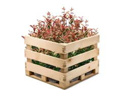 Hortiflora Rote Glanzmispel Photinia Fraseri Red Robin Heckenpflanze 125-150Cm Outlet