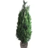Hortiflora Scheinzypresse Heckenpflanze Chamaecyparis Lawsoniana Columnaris 180-200Cm Best