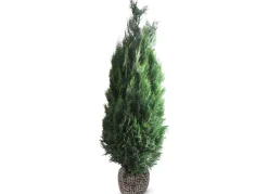 Hortiflora Scheinzypresse Heckenpflanze Chamaecyparis Lawsoniana Columnaris 180-200Cm Best