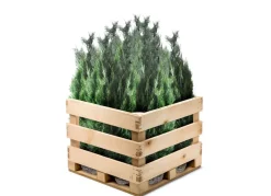 Hortiflora Scheinzypresse Heckenpflanze Chamaecyparis Lawsoniana Columnaris 180-200Cm Best