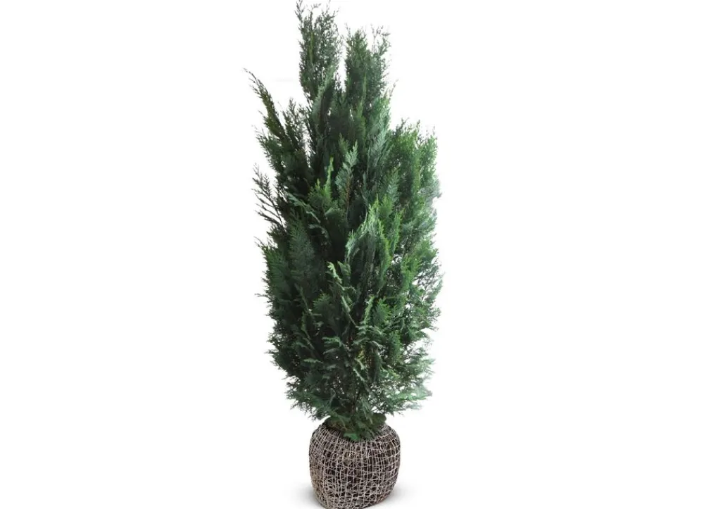 Hortiflora Scheinzypresse Heckenpflanze Chamaecyparis Lawsoniana Columnaris 160-180Cm Sale