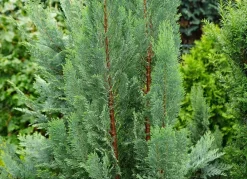 Hortiflora Scheinzypresse Heckenpflanze Chamaecyparis Lawsoniana Columnaris 160-180Cm Sale