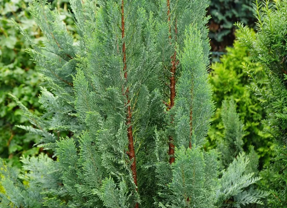 Hortiflora Scheinzypresse Heckenpflanze Chamaecyparis Lawsoniana Columnaris 160-180Cm Sale