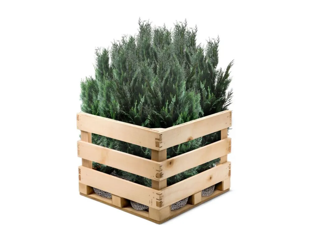 Hortiflora Scheinzypresse Heckenpflanze Chamaecyparis Lawsoniana Columnaris 160-180Cm Sale