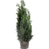 Hortiflora Scheinzypresse Heckenpflanze Chamaecyparis Lawsoniana Columnaris 140-160Cm Hot