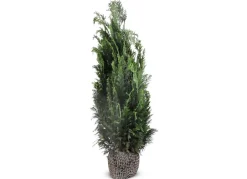 Hortiflora Scheinzypresse Heckenpflanze Chamaecyparis Lawsoniana Columnaris 140-160Cm Hot