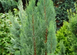 Hortiflora Scheinzypresse Heckenpflanze Chamaecyparis Lawsoniana Columnaris 140-160Cm Hot