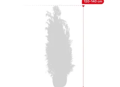 Hortiflora Scheinzypresse Heckenpflanze Chamaecyparis Lawsoniana Columnaris 120-140Cm Best