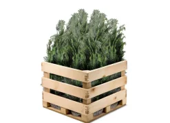 Hortiflora Scheinzypresse Heckenpflanze Chamaecyparis Lawsoniana Columnaris 120-140Cm Best