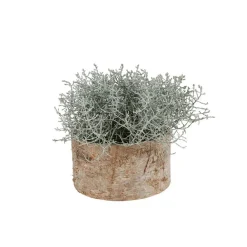 TP Ubertopf Birkenstamm 16,5X9Cm Outlet