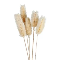 TP Weise Distel Getrocknet 70Cm 5-Teilig Clearance
