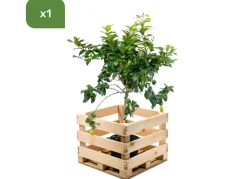 Hortiflora Zitronenbaum Citrus Limon 140-160Cm Outlet