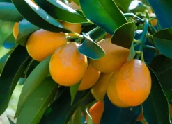 Hortiflora Zwergorangenbaum Citrus Fortunella Kumquat 140-160Cm Outlet