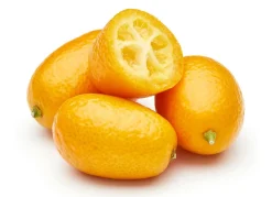 Hortiflora Zwergorangenbaum Citrus Fortunella Kumquat 140-160Cm Outlet
