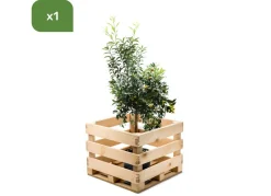 Hortiflora Zwergorangenbaum Citrus Fortunella Kumquat 140-160Cm Outlet