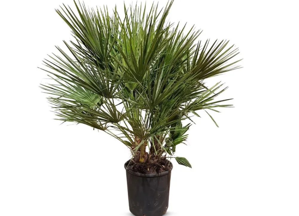 Hortiflora Zwergpalme Chamaerops Humilis 110-130Cm