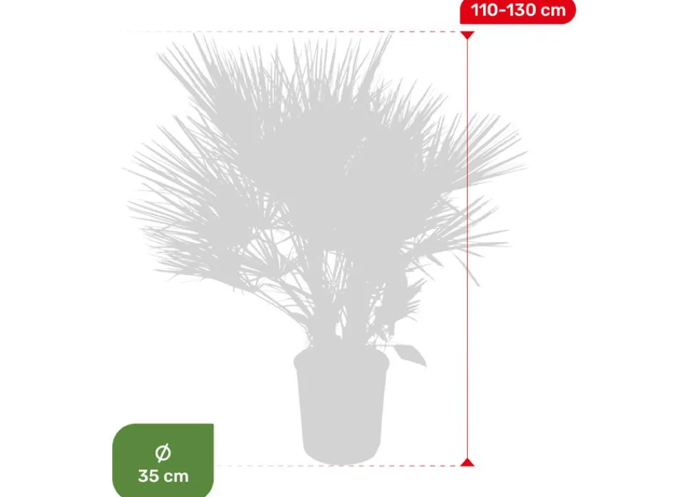 Hortiflora Zwergpalme Chamaerops Humilis 110-130Cm