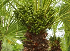 Hortiflora Zwergpalme Chamaerops Humilis 110-130Cm