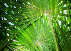 Hortiflora Zwergpalme Chamaerops Humilis 110-130Cm