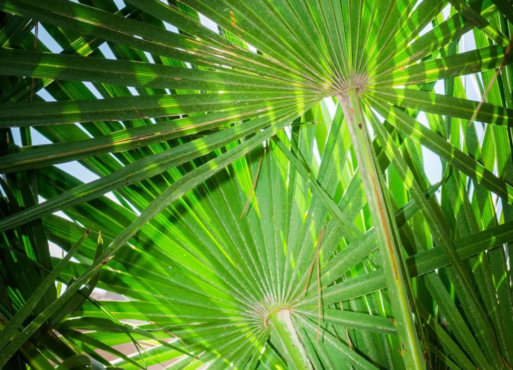 Hortiflora Zwergpalme Chamaerops Humilis 110-130Cm